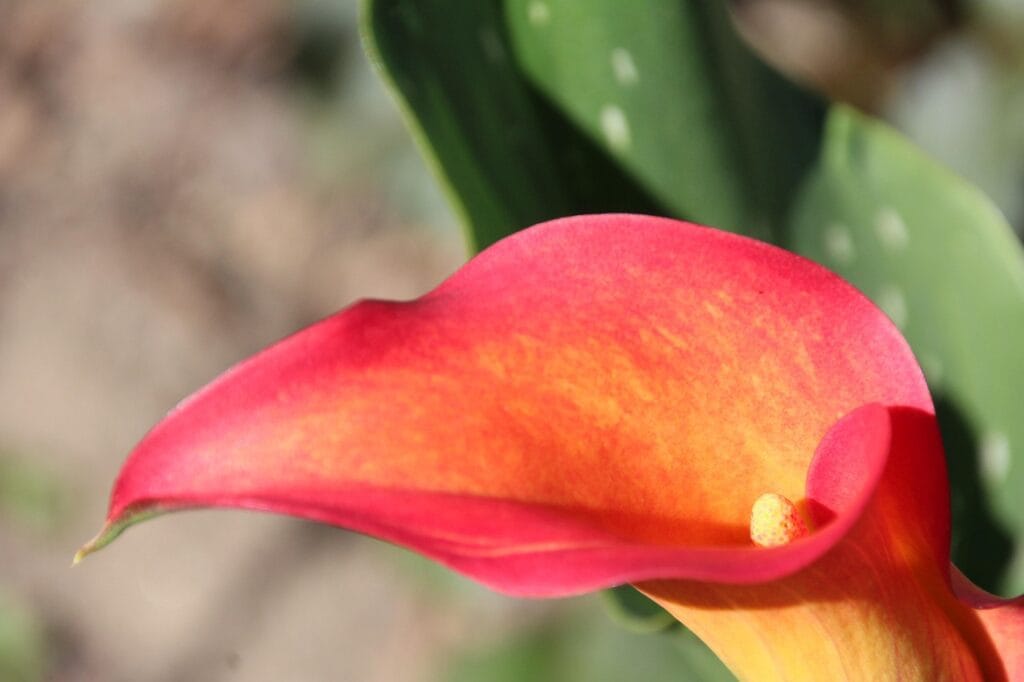 How to Get Clients Online Using Offer Lab with Russell Brunson