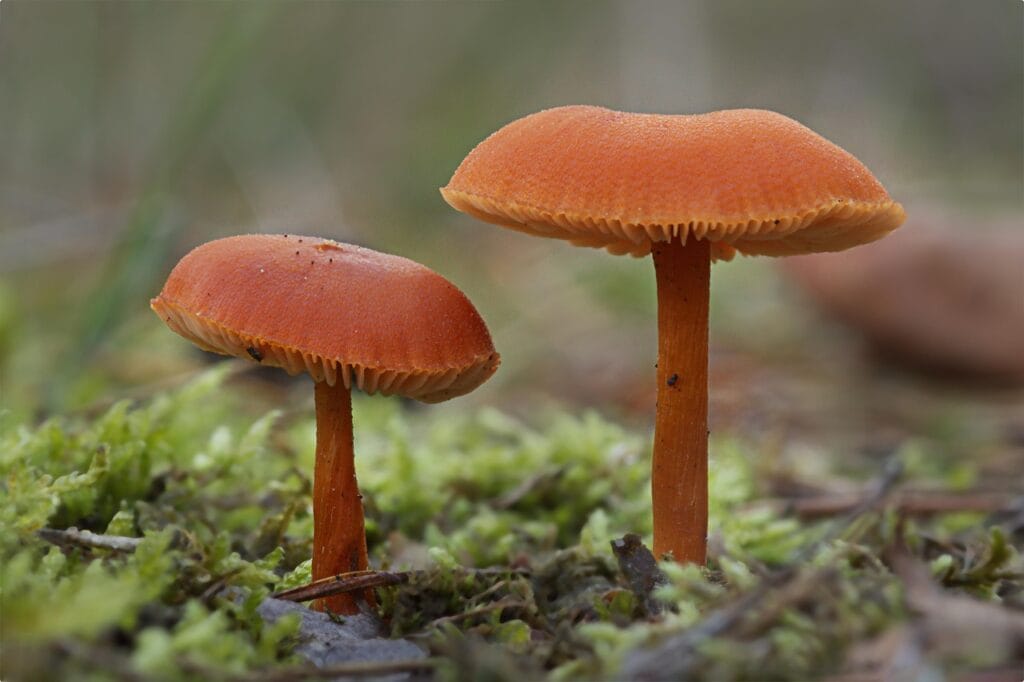 How to Package Expertise Using Offer Lab with Russell Brunson How to Package Expertise Using Offer Lab with Russell Brunson