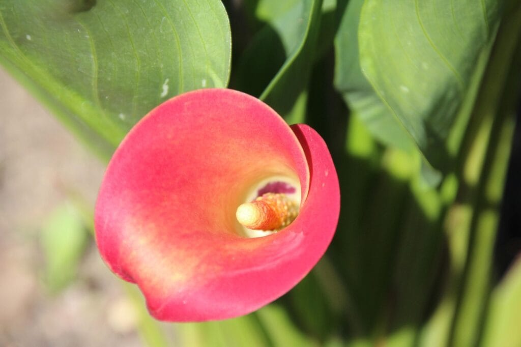 Monetize Your Skills with Offer Lab and Russell Brunson